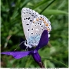 polyommat bellargus male1 don